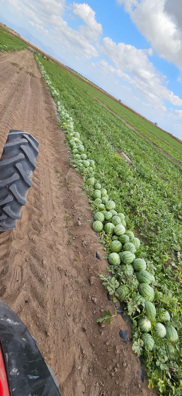 Watermelon - agrofuerza